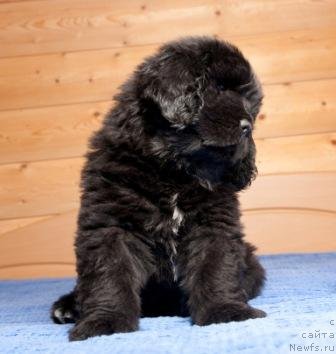 Фото: Оливрико Аурика