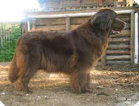 Фото: ньюфаундленд Obush Shed Hanum (Обуш Шед Ханум)