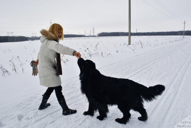 Фото: ньюфаундленд Nort Fyeys Ikka Bell' Arka (Норт Фэйс Икка Белль Арка), Aleksandra Afonina (Александра Афонина)