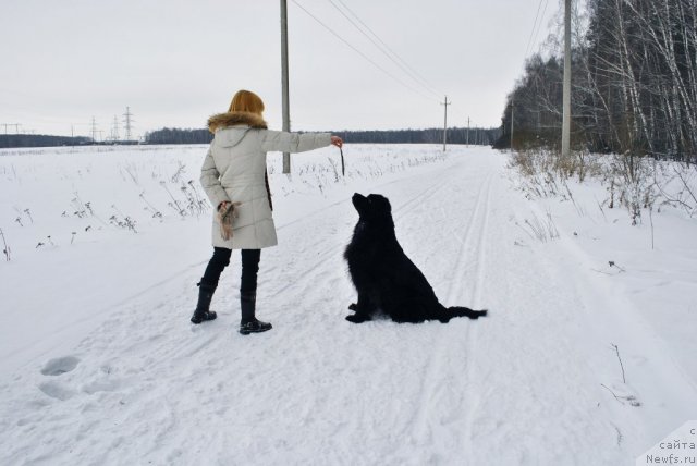 Фото: ньюфаундленд Nort Fyeys Ikka Bell' Arka (Норт Фэйс Икка Белль Арка), Aleksandra Afonina (Александра Афонина)