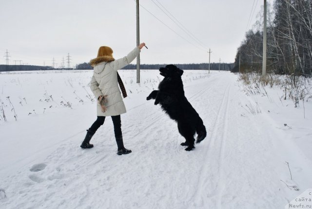 Фото: ньюфаундленд Nort Fyeys Ikka Bell' Arka (Норт Фэйс Икка Белль Арка), Aleksandra Afonina (Александра Афонина)