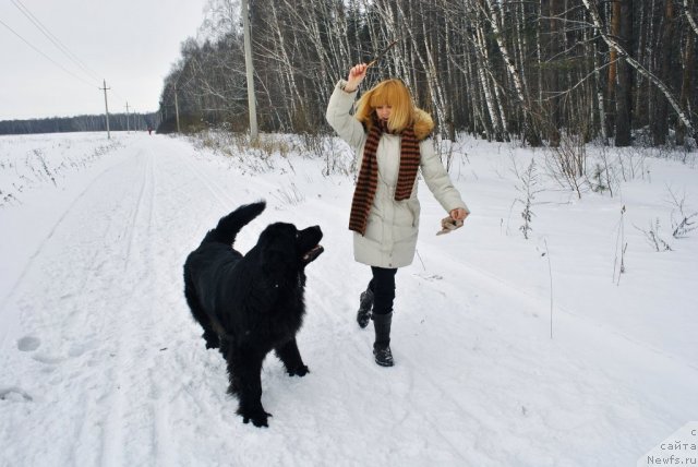 Фото: ньюфаундленд Nort Fyeys Ikka Bell' Arka (Норт Фэйс Икка Белль Арка), Aleksandra Afonina (Александра Афонина)