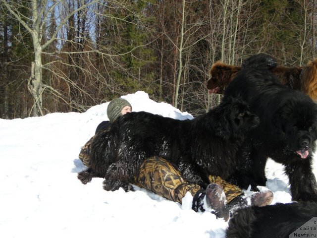 Фото: ньюфаундленд Barhatka Roskoshnaya (Бархатка Роскошная), ньюфаундленд Baloven' Sud'byi (Баловень Судьбы), ньюфаундленд Bol'shaya Udacha (Большая Удача)