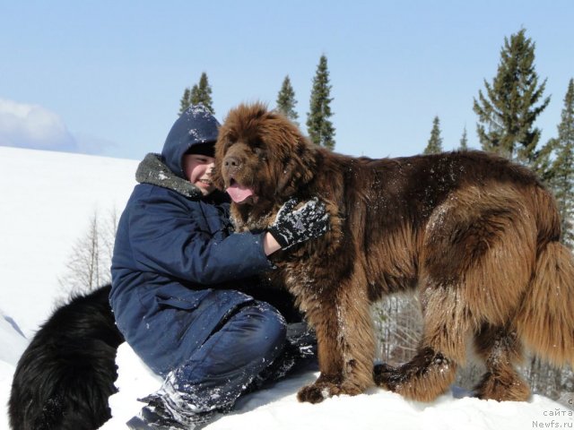 Фото: ньюфаундленд Barhatka Roskoshnaya (Бархатка Роскошная), и Максим Перевышин!