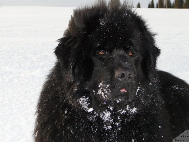 Фото: ньюфаундленд N'yufort Lunnyiy Barhat (Ньюфорт Лунный Бархат)