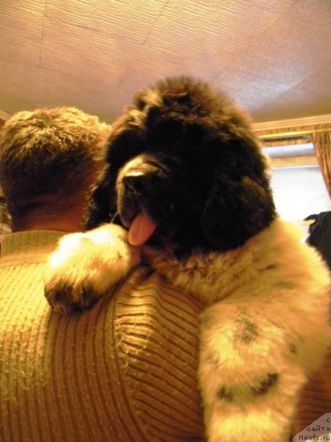 Фото: ньюфаундленд Super Bizon Ekaterinburg (Супер Бизон Екатеринбург)