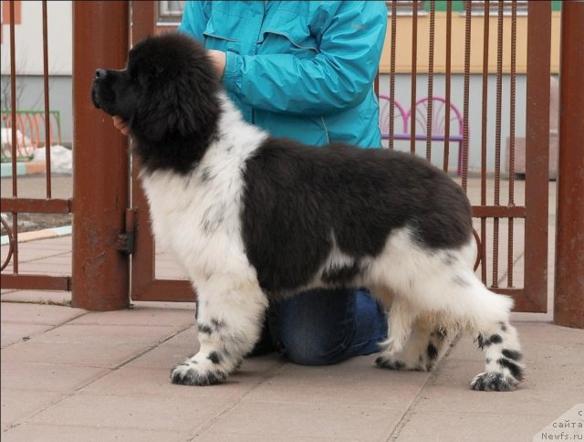 Фотография № 63046