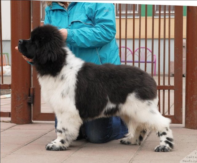 Фотография № 63047