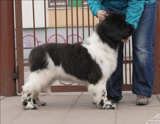 Фотография № 63048