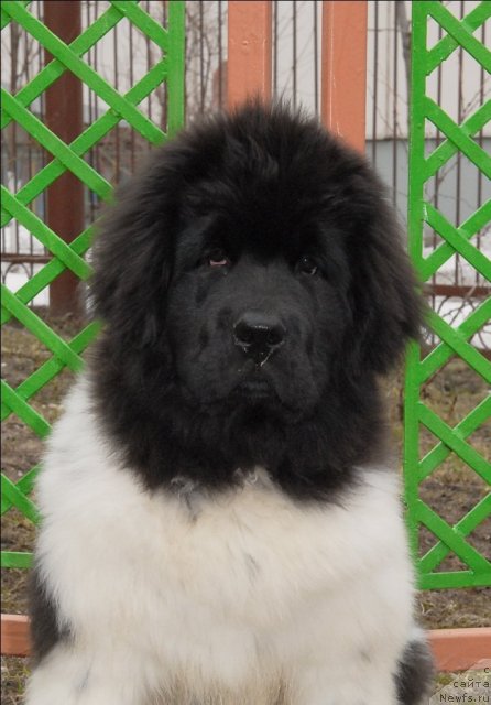 Фотография № 63049