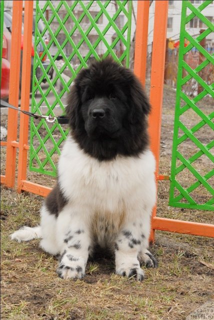 Фотография № 63051