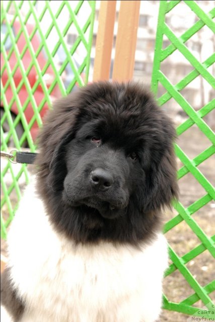 Фотография № 63052