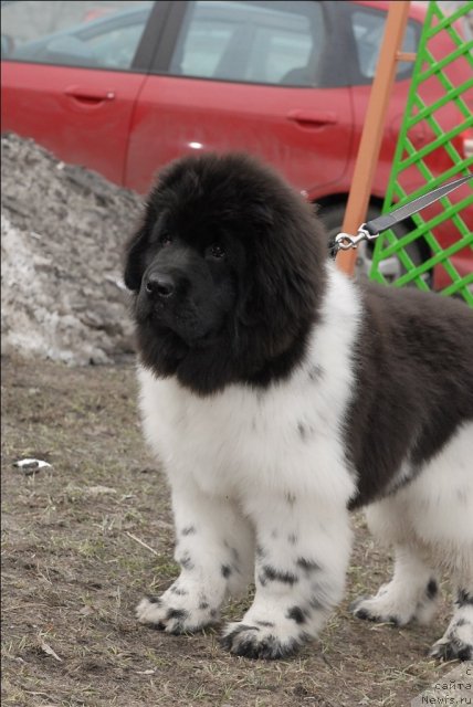 Фотография № 63055