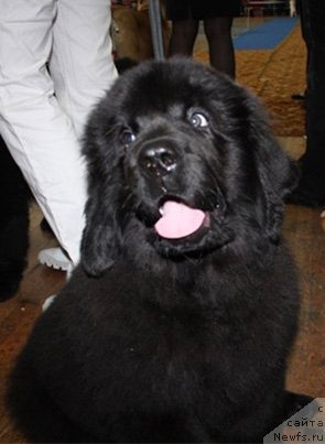 Фотография № 63057