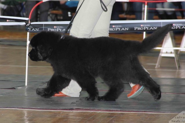 Фотография № 63058