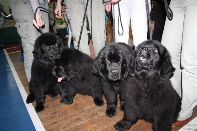 Фотография № 63060