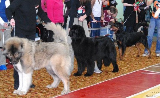 Фотография № 63062