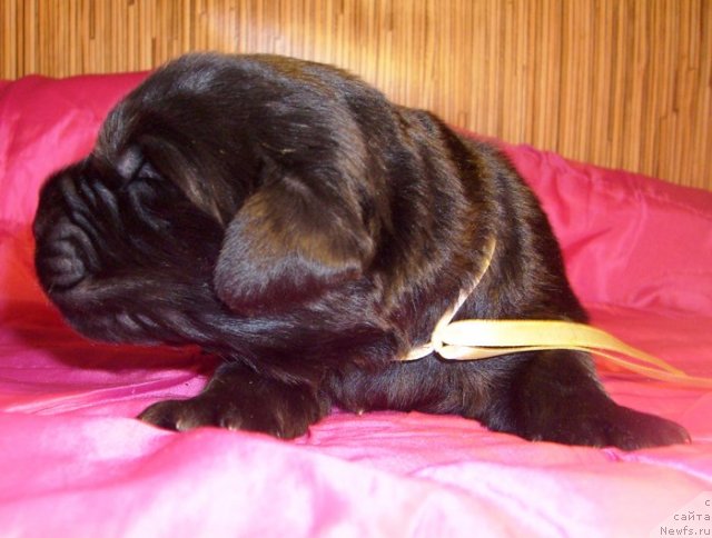 Фото: Кобель  отТары и Брендона лимонная лента