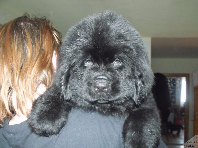 Фото: ньюфаундленд Zhemchug Grand (Жемчуг Гранд)