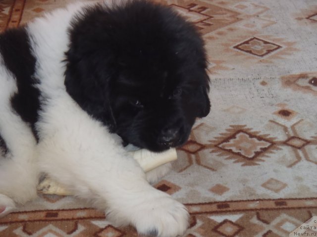 Фото: Жан Конкистадор кобель от, ньюфаундленд Neverine's Earthquaker, ньюфаундленд Toptyijka Siyanie ot Aysberga (Топтыжка Сияние от Айсберга)