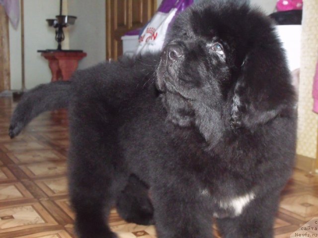 Фото: ньюфаундленд Jguchiy Bryunet (Жгучий Брюнет)