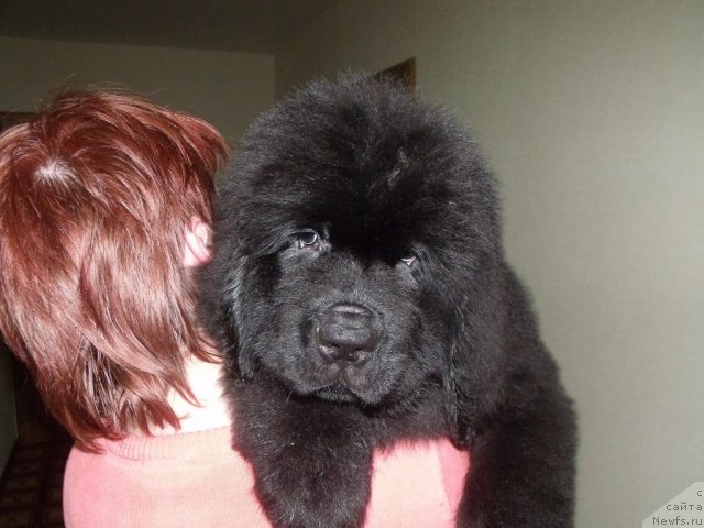 Фото: ньюфаундленд Jrebiy Udachi ot Tori (Жребий Удачи от Тори)