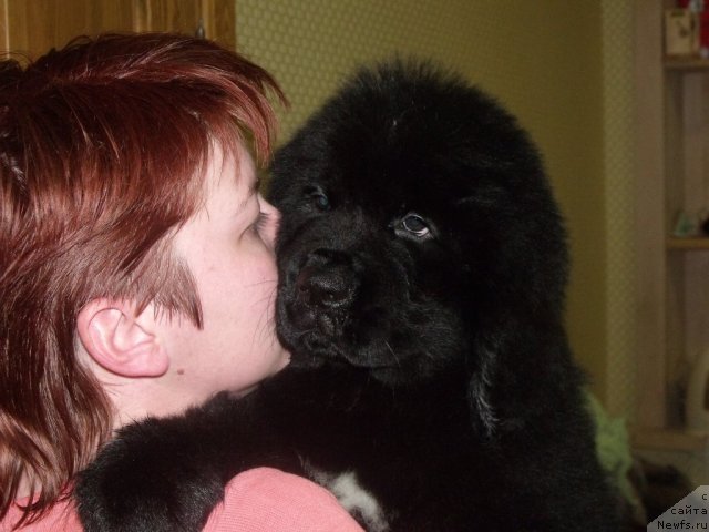 Фото: Желанная Моя от, ньюфаундленд Neverine's Earthquaker, ньюфаундленд Toptyijka Siyanie ot Aysberga (Топтыжка Сияние от Айсберга)