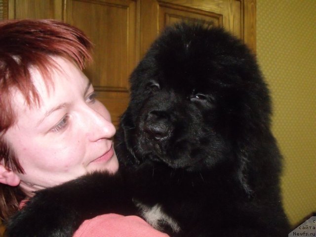 Фото: Желанная Моя от, ньюфаундленд Neverine's Earthquaker, ньюфаундленд Toptyijka Siyanie ot Aysberga (Топтыжка Сияние от Айсберга)