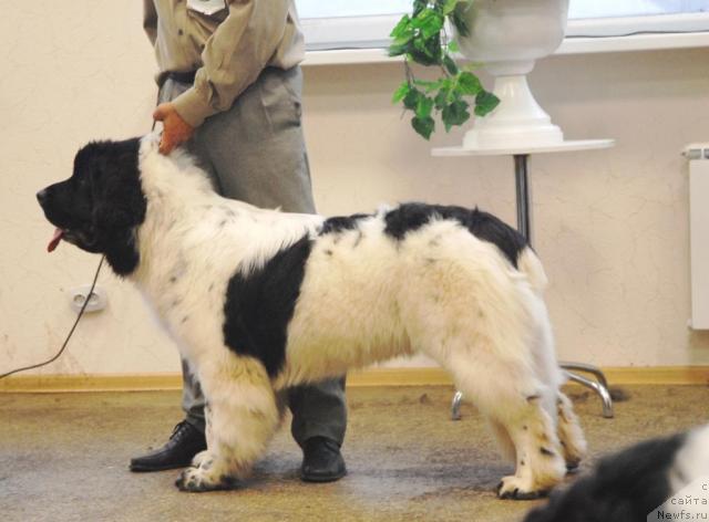 Фото: ньюфаундленд Super Bizon Baton (Супер Бизон Батон)