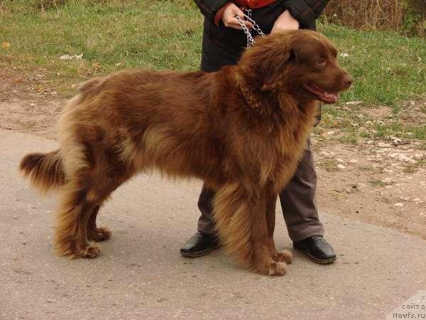 Фото: ньюфаундленд Lesnaya Skazka Izol'da (Лесная Сказка Изольда)