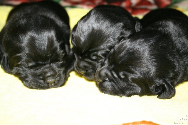 Фото: ньюфаундленд Smigar Osennyaya Skazka (Смигар Осенняя Сказка)