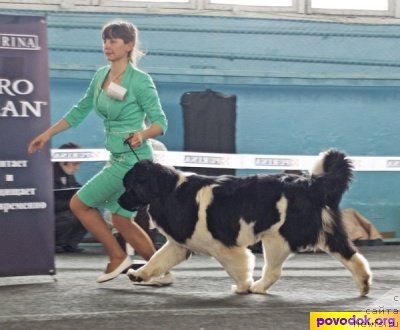 Фотография № 63102