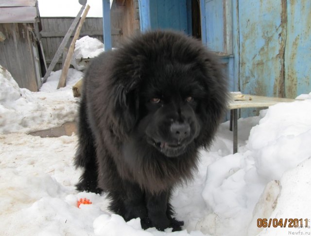 Фото: ньюфаундленд Ih Vyisochestvo Vladlena Madjiks (Их Высочество Владлена Маджикс)