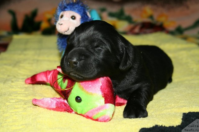 Фото: ньюфаундленд Smigar Osennyaya Skazka (Смигар Осенняя Сказка)