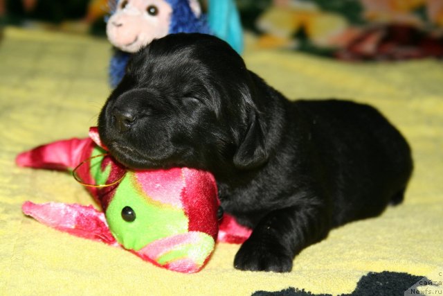 Фото: ньюфаундленд Smigar Osennyaya Skazka (Смигар Осенняя Сказка)