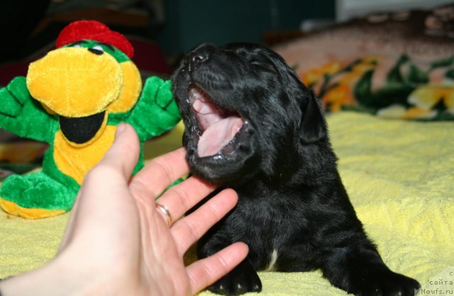 Фото: ньюфаундленд Smigar Osennyaya Skazka (Смигар Осенняя Сказка)