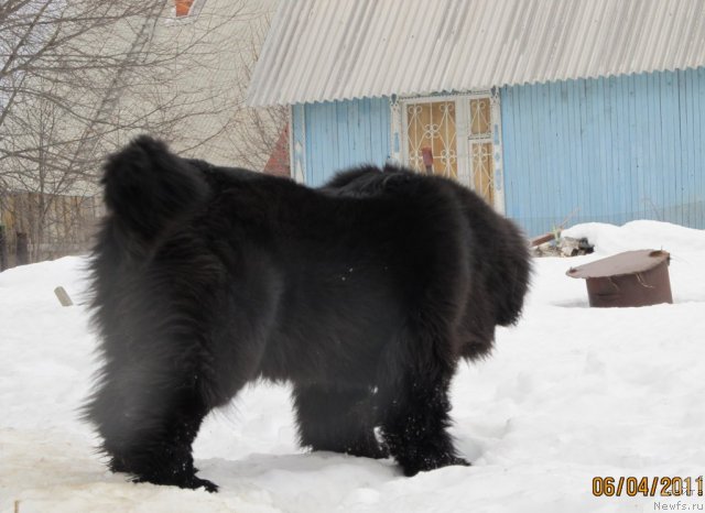 Фото: ньюфаундленд Ih Vyisochestvo Vladlena Madjiks (Их Высочество Владлена Маджикс)