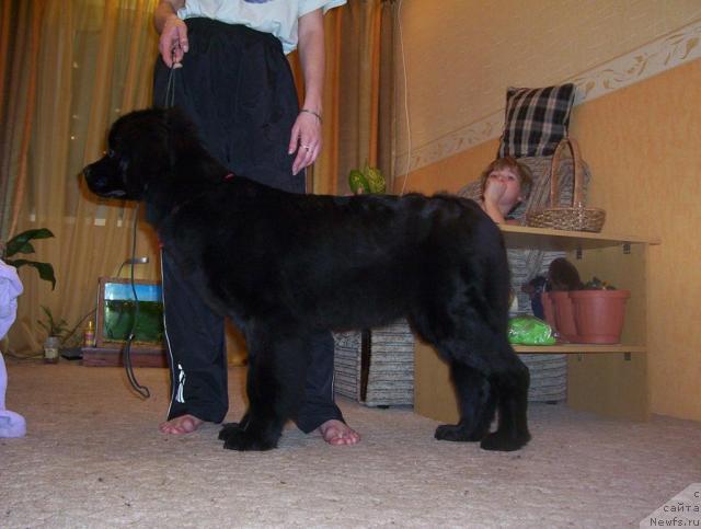 Фото: ньюфаундленд Ai Love Rich (Ай Лав Рич)