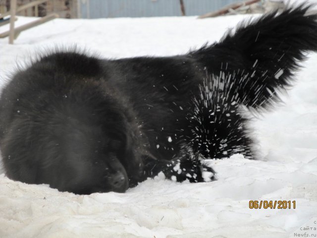 Фото: ньюфаундленд Ih Vyisochestvo Vladlena Madjiks (Их Высочество Владлена Маджикс)
