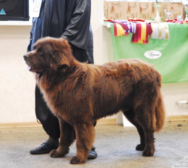 Фото: ньюфаундленд YUdjin s Berega Dona (Юджин с Берега Дона)