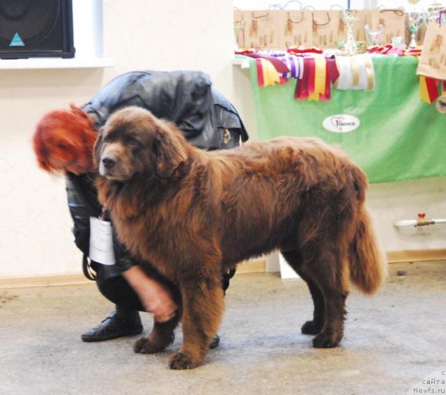 Фото: ньюфаундленд YUdjin s Berega Dona (Юджин с Берега Дона)