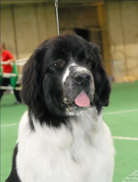 Фото: ньюфаундленд Sent Djons Faberge Collection (Сент Джонс Фаберже Коллекшен)