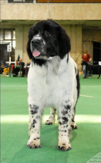 Фотография № 63133