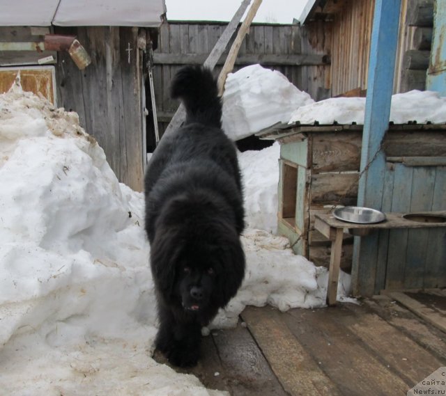 Фото: ньюфаундленд Ih Vyisochestvo Vladlena Madjiks (Их Высочество Владлена Маджикс)