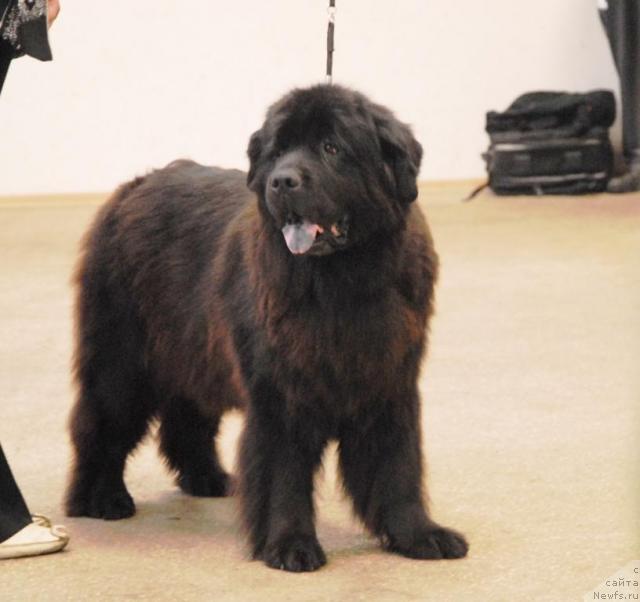 Фото: ньюфаундленд Zet Success iz Medvejyego Yara (Зет Сэксесс из Медвежьего Яра)