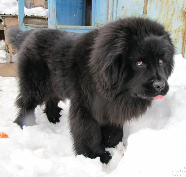 Фото: ньюфаундленд Ih Vyisochestvo Vladlena Madjiks (Их Высочество Владлена Маджикс)