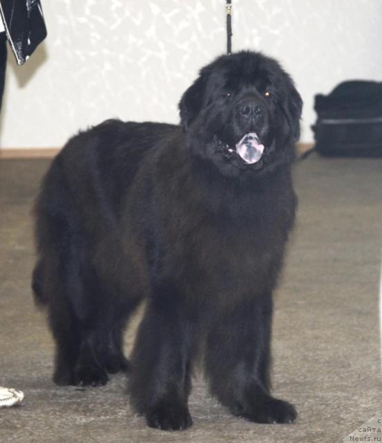 Фото: ньюфаундленд Zet Success iz Medvejyego Yara (Зет Сэксесс из Медвежьего Яра)
