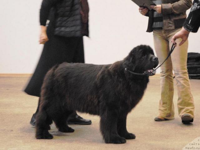 Фото: ньюфаундленд Zet Success iz Medvejyego Yara (Зет Сэксесс из Медвежьего Яра)