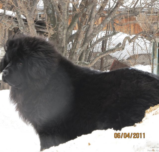 Фото: ньюфаундленд Ih Vyisochestvo Vladlena Madjiks (Их Высочество Владлена Маджикс)