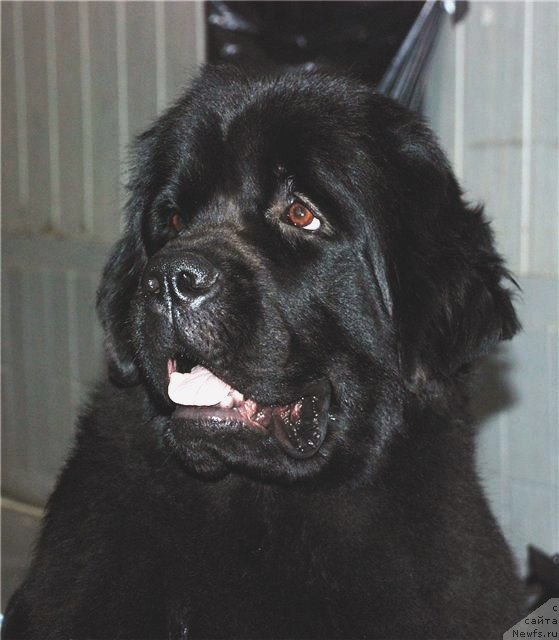 Фото: ньюфаундленд Tsentr Mirozdaniya iz Arkaima (Центр Мироздания из Аркаима)